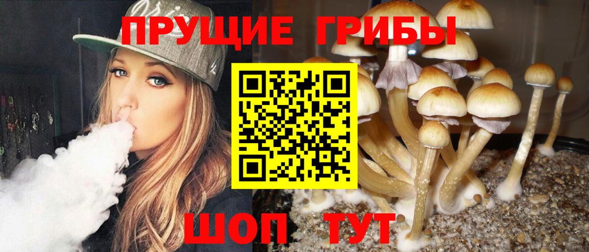 Киселёвск  Псилоцибиновые грибы ЛСД  Псилоцибиновые грибы мухоморы  Вход с VPN 